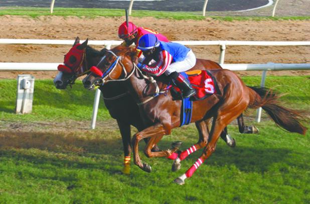 Steven Allan, ridden by Jalon Samuel wins the No Apprentice Allowance – The 66th Barbados Guineas yesterday at the Garrison Savannah ahead of ‘Stolen’.