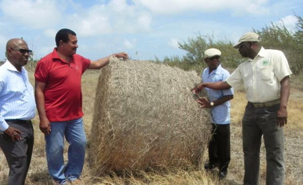  CEO of the Barbados Agricultural Society (BAS) James Paul (right) inspects just one of over 100 hay bales produced by Northern farmer McDonald Stevenson (second left) from the grasslands surrounding the Hope Plantation in St. Lucy. Also looking on are BAS 1st Vice President Woodville Alleyne-Jones (second from right) and 2nd Vice President, Peter Chase.